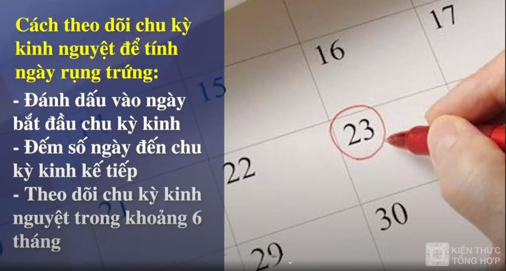 Cách tính ngày rụng trứng