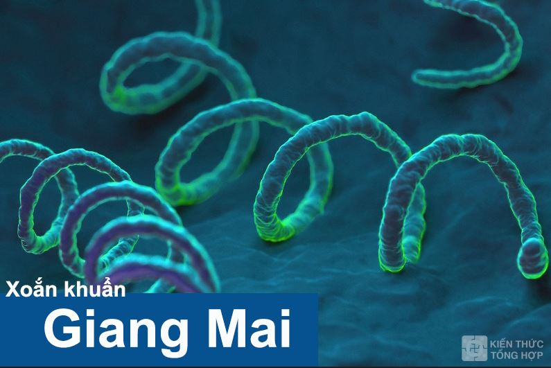 Xoắn khuẩn Giang mai Treponema pallidum