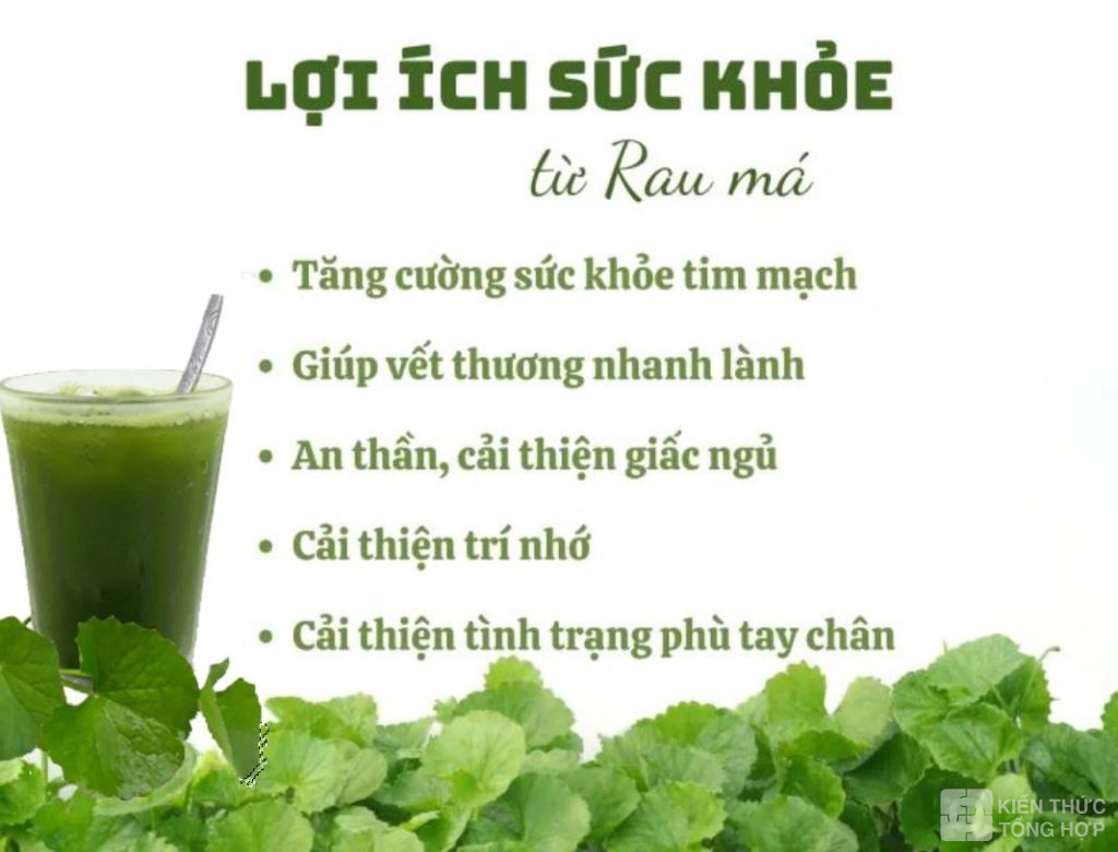 Lợi ích của rau má 