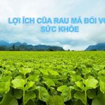 Lợi ích của rau má đối với sức khỏe