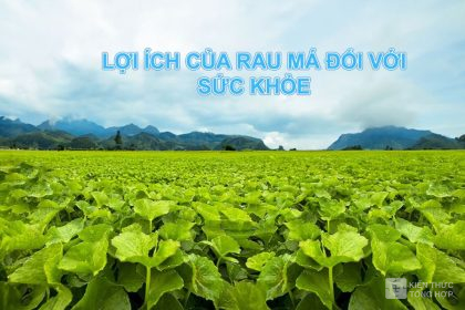 Lợi ích của rau má đối với sức khỏe