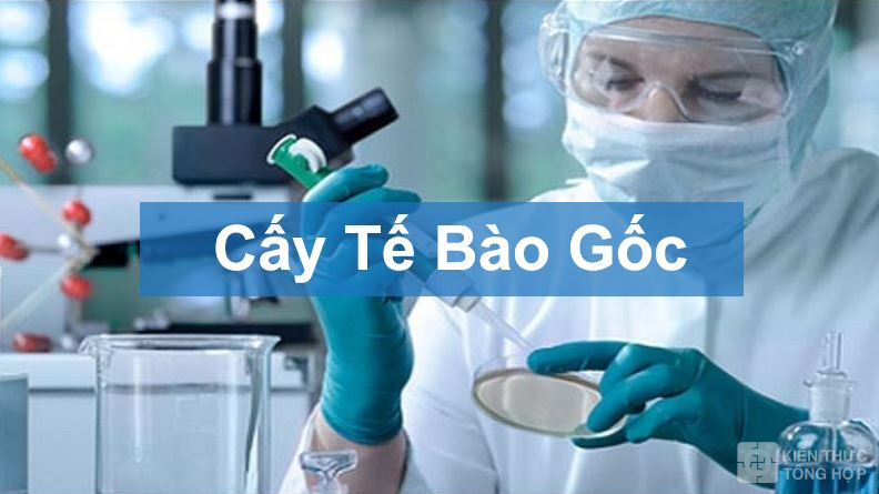 Cấy tế bào gốc để loại trừ sẹo rỗ