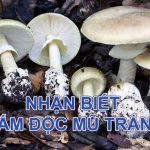 Phân biệt nấm độc mũ trắng