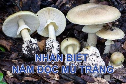 Phân biệt nấm độc mũ trắng