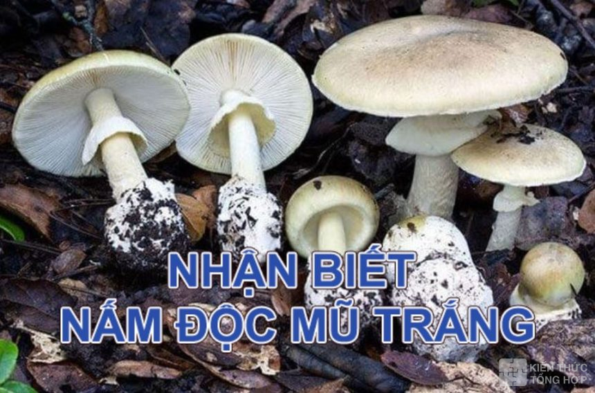 Phân biệt nấm độc mũ trắng