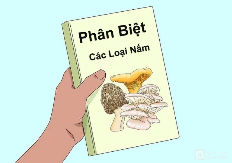 Kiến thức về các loại nấm