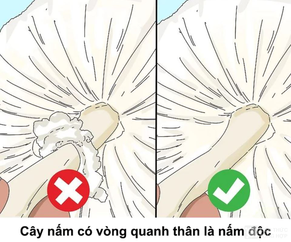 Thân nấm độc và nấm không độc