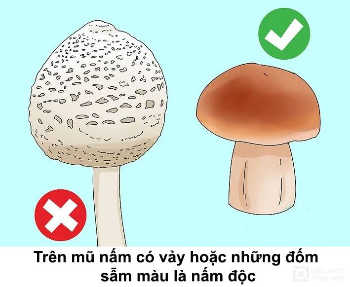 Mũ nấm độc và không độc 